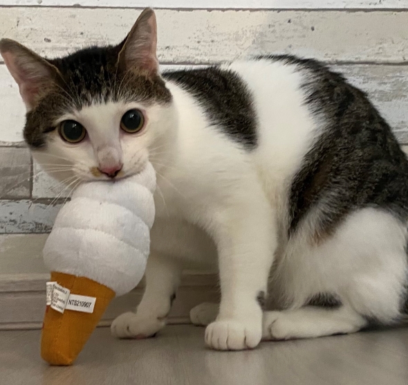 ぱっつん前髪猫の4年後