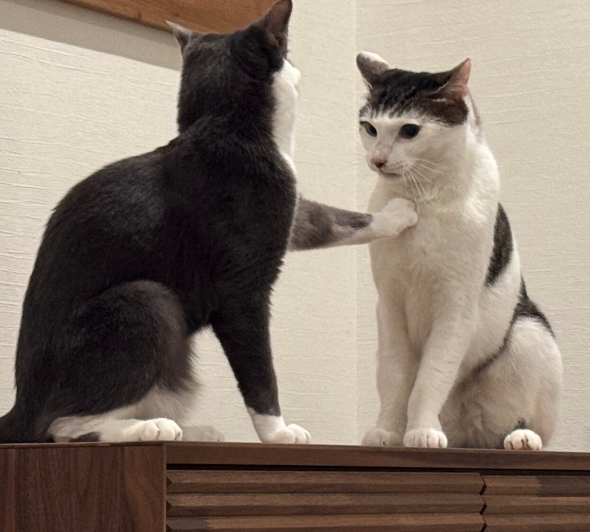ぱっつん前髪猫の4年後