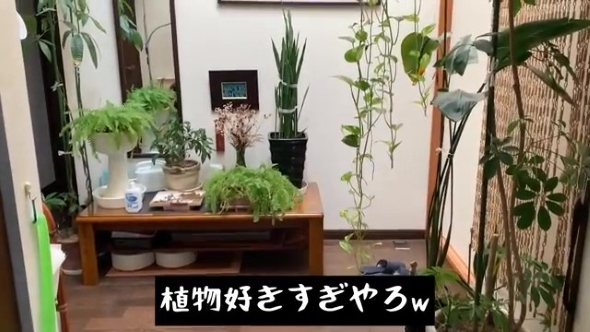 観葉植物の画像