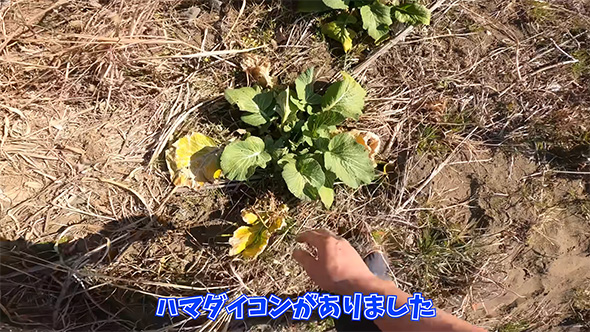 ハマダイコンがありました