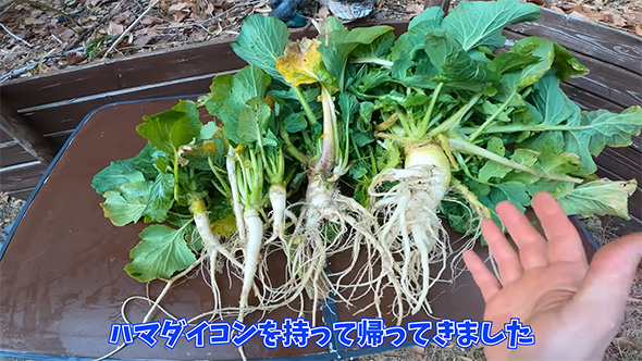 ハマダイコンを持って帰って