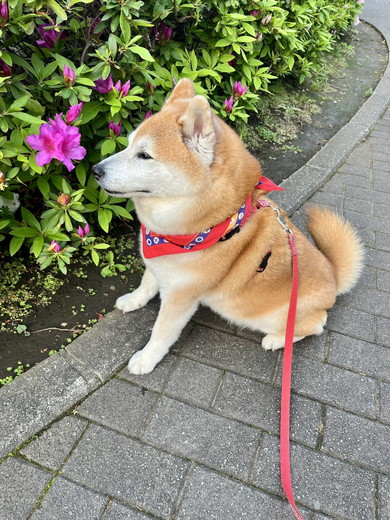 花を見つめる柴犬