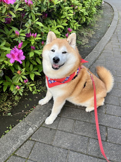 花を見つけて笑顔を浮かべる柴犬