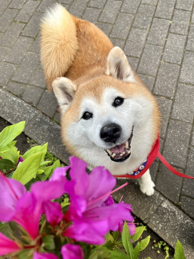 花を見つけて笑顔を浮かべる柴犬