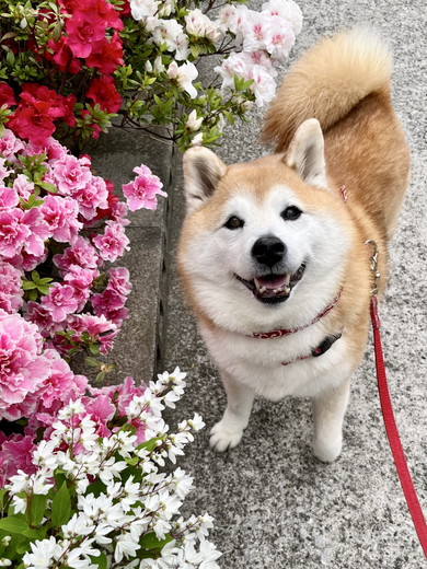 花のそばで笑顔の柴犬