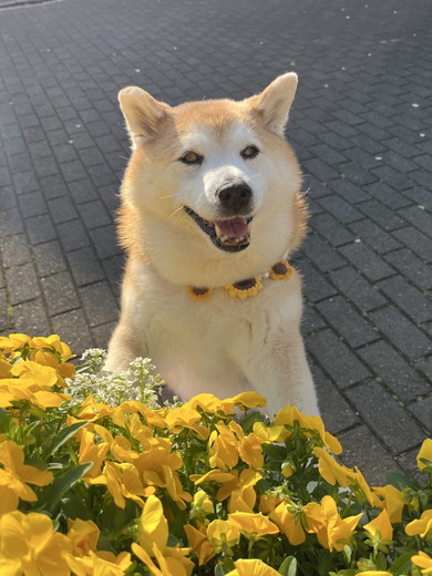 花のそばで笑顔の柴犬