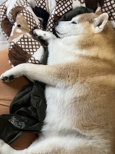 うとうとした柴犬