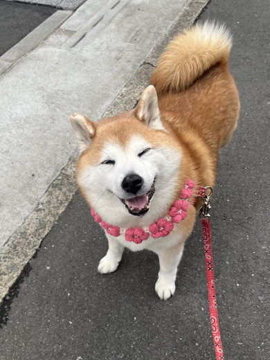 笑顔の柴犬