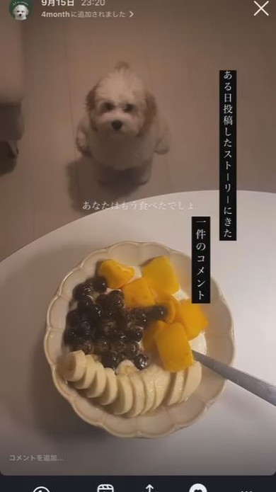 まるで立っているようなワンコ