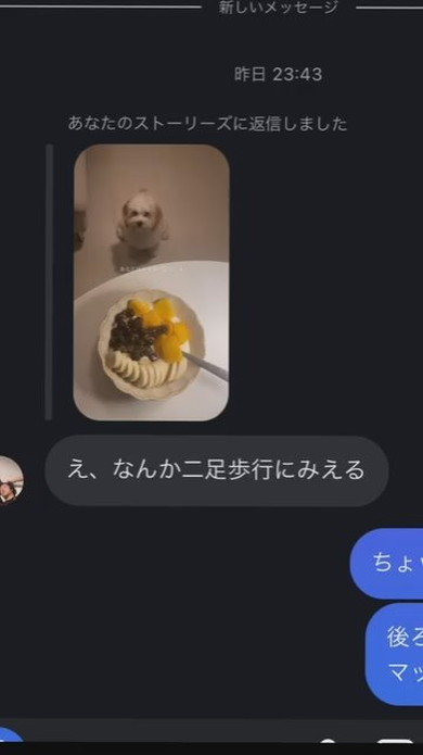 まるで立っているようなワンコ