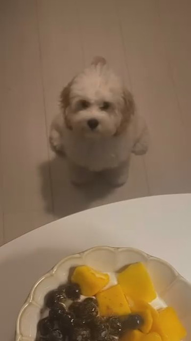 まるで立っているようなワンコ