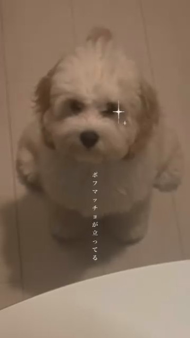まるで立っているようなワンコ