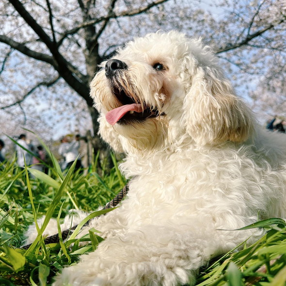 外で笑顔のワンコ