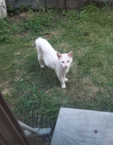 白猫ちゃん