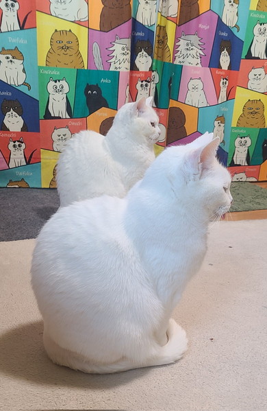 並ぶ白猫ちゃん