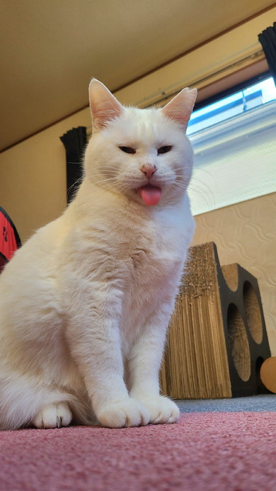 舌を出す白猫ちゃん