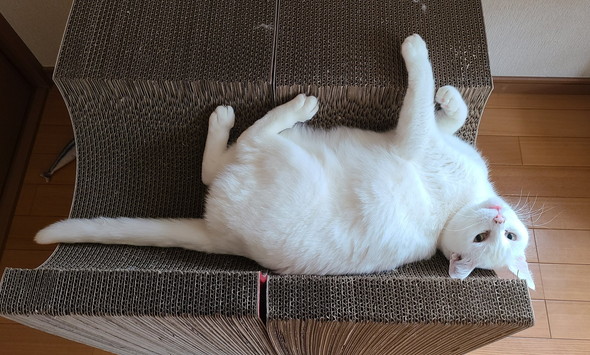 くつろぐ白猫ちゃん