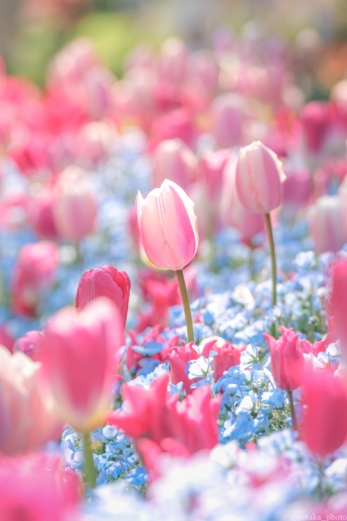 ネモフィラとピンクのチューリップ