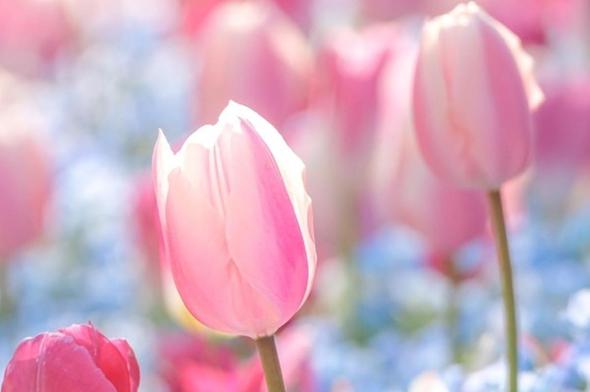 ネモフィラとピンクのチューリップ