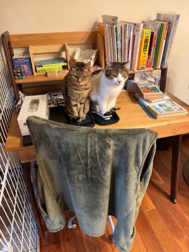 Switchケースに入った猫