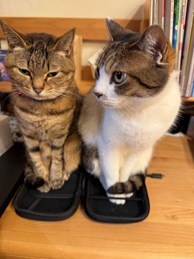 Switchケースに入った猫