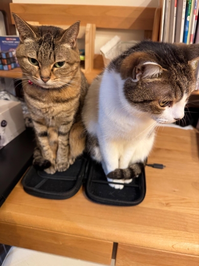 Switchケースに入った猫