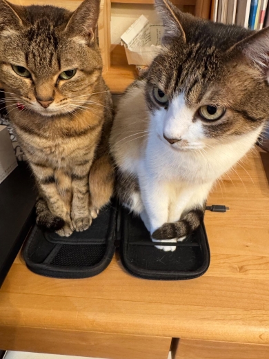 Switchケースに入った猫