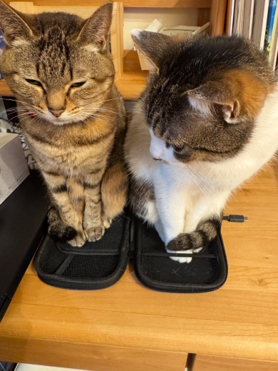 Switchケースに入った猫