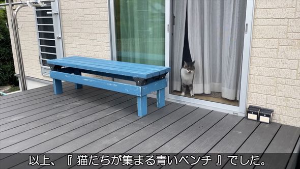 ウッドデッキの上に配置した青いベンチと窓際に姿を現した飼い猫