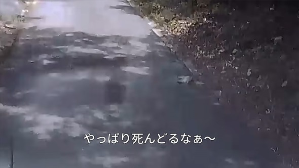 山で保護した子猫の現在