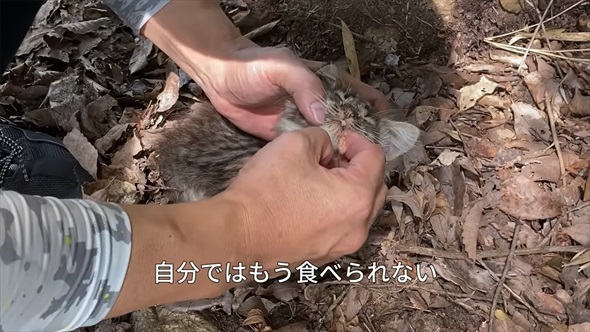 山で保護した子猫の現在