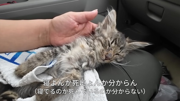 山で保護した子猫の現在