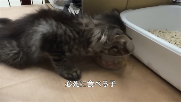 山で保護した子猫の現在