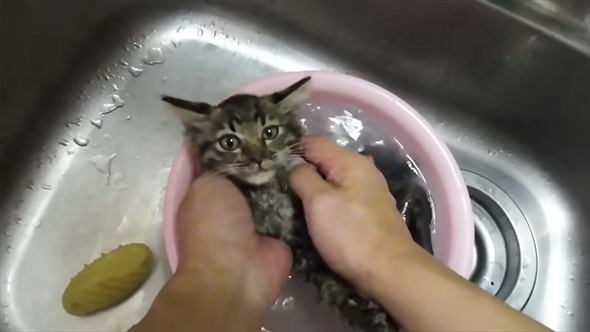 山で保護した子猫の現在