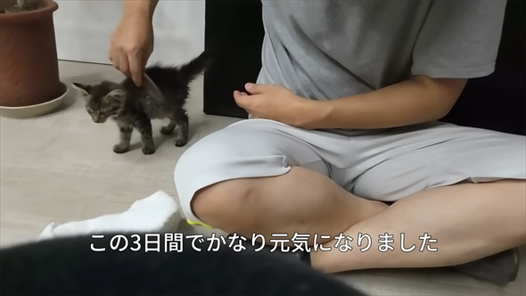 山で保護した子猫の現在