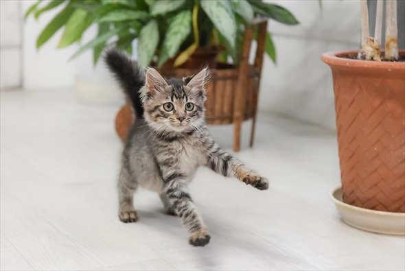 山で保護した子猫の現在