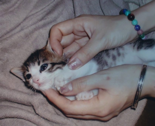 子猫時代の菊千代ちゃん