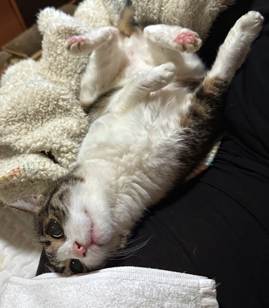 20年後の菊千代ちゃん