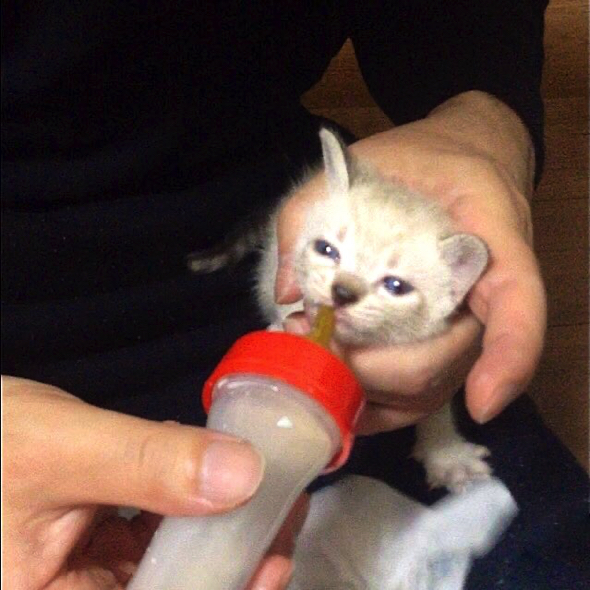 子猫時代のルカくん