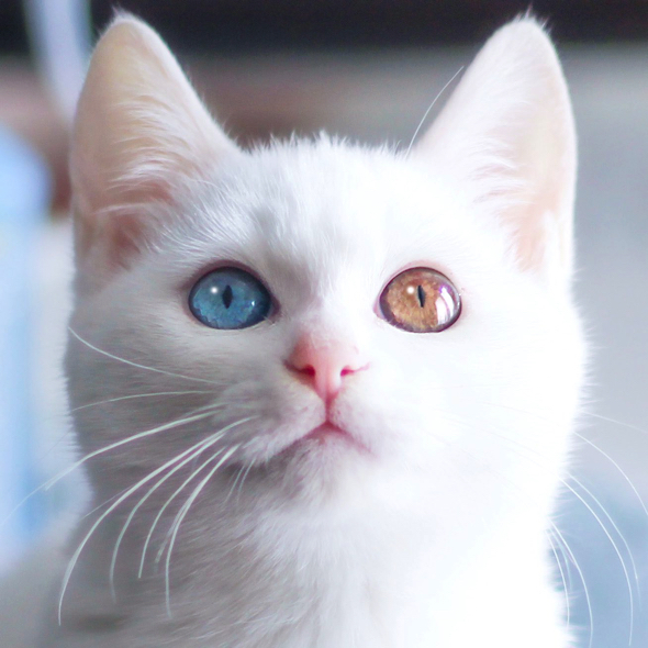 子猫時代のくららちゃん