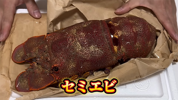 セミエビ