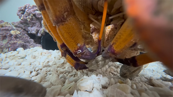 アサリを食べるセミエビ
