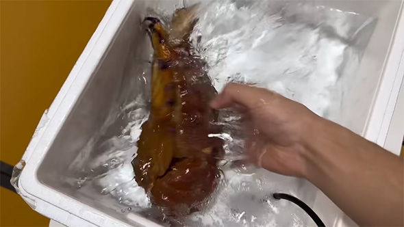 暴れるセミエビ