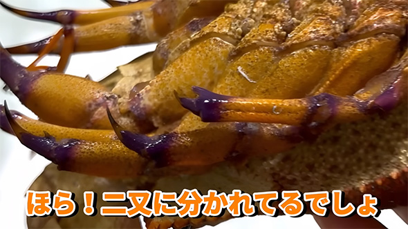 ほら二又に