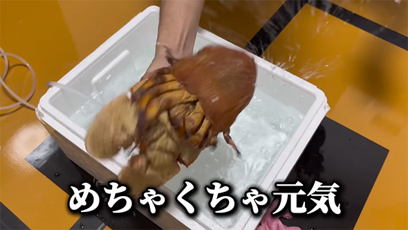 めちゃくちゃ元気