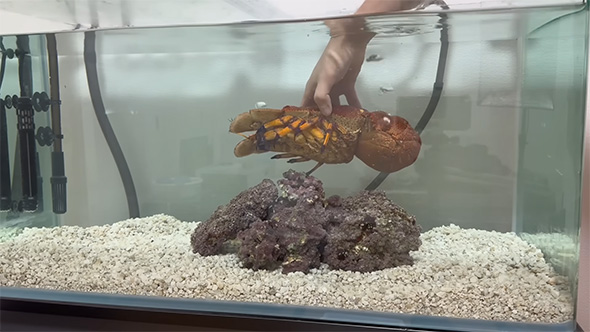 セミエビを水槽に入れる