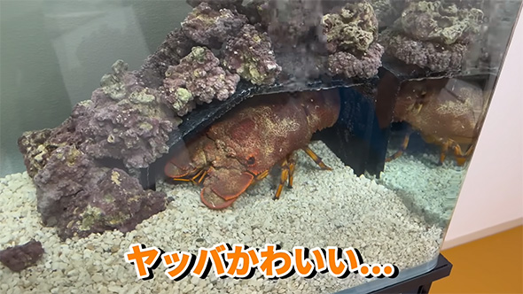 ヤッバかわいい