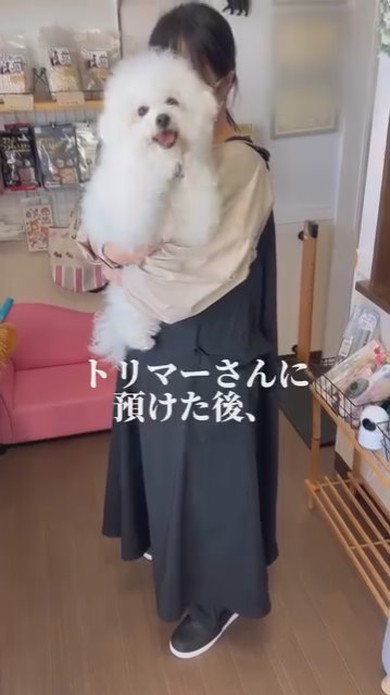 トリマーさんに抱っこされているワンコ