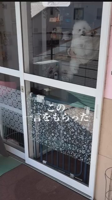 トリマーさんに抱っこされているワンコ