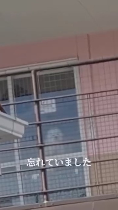 トリマーさんに抱っこされているワンコ